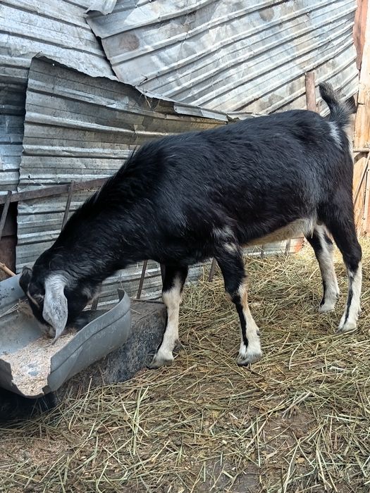 Продам англонубуйского козла