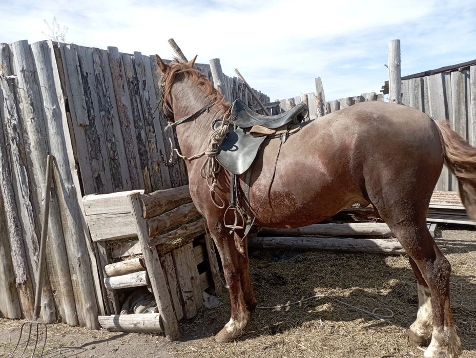 Жирибец пяти лет