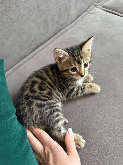 Котята бенгальские