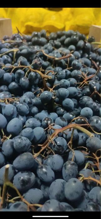 Vand struguri de vin