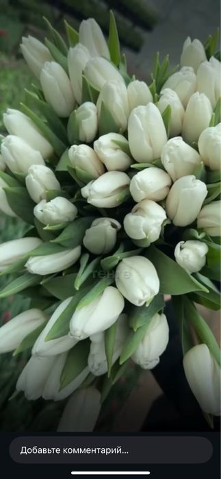 Тюльпаны по 500 тенге