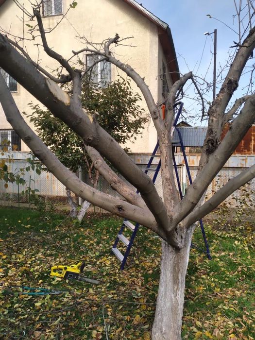 Обрезка деревьев