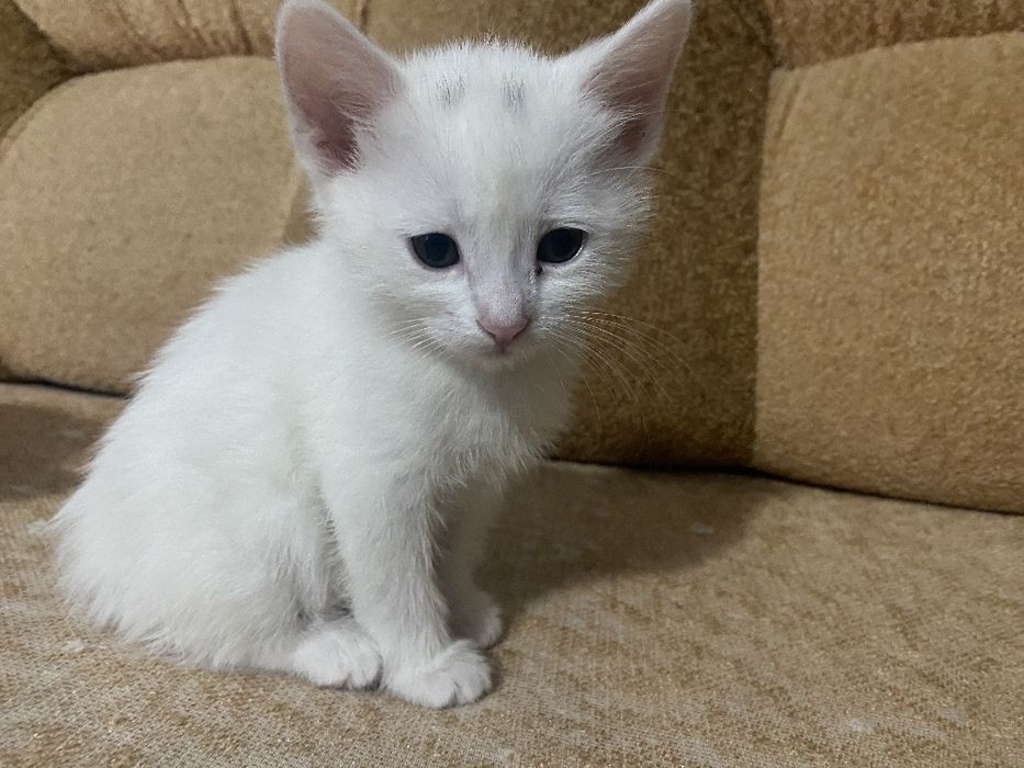 Турецкие ангоры котята