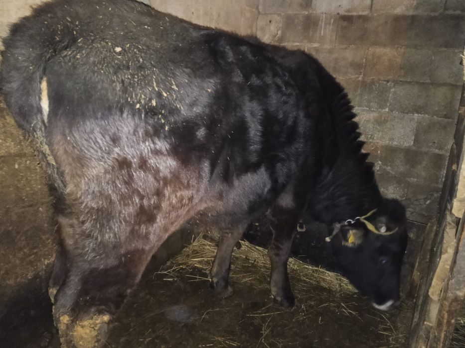 Тез арада сатылады кунажын