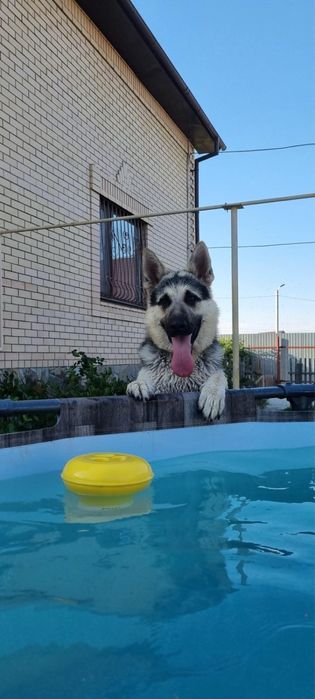 Восточно-европейская овчарка кабель на вязку