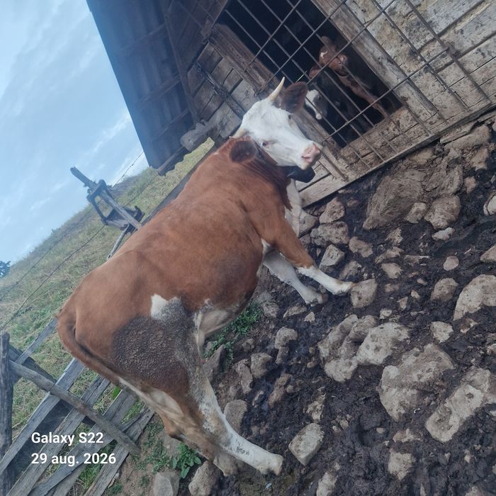 Junincă Bălțată Românească cu vițel