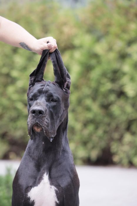 Щенки немецкого дога