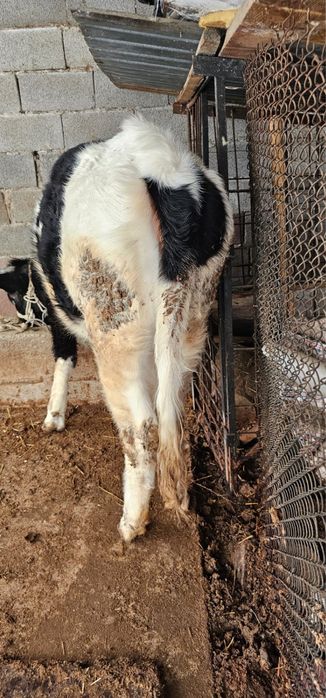 Телка 1,5 годовалая