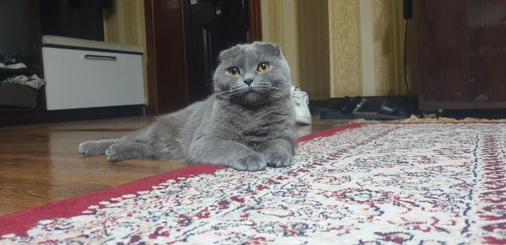 Продаëтся кошка вислоухая пароды