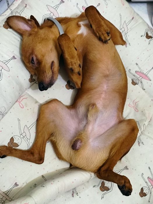 Пропал рыжий той терьер