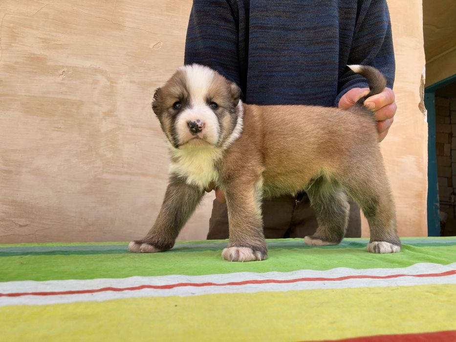 Щенок алабая ( Туркменский )