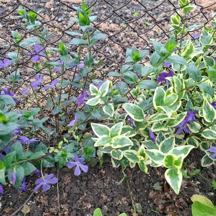 Пъстролистна и Зелена Винка Минор