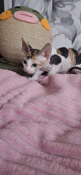 Котята донского сфинкса