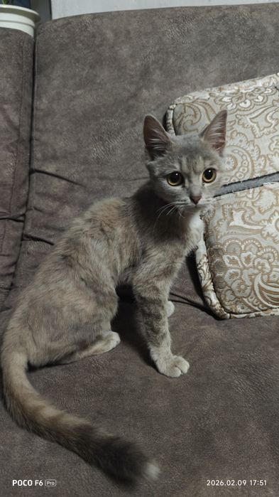 Отдам котика в хорошие руки