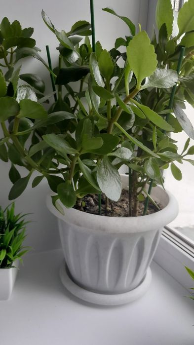 Продам цветы 2800