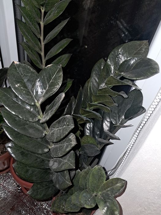 Фикусы разные доллары