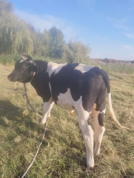 Vând taure și  vaca cu  lapte