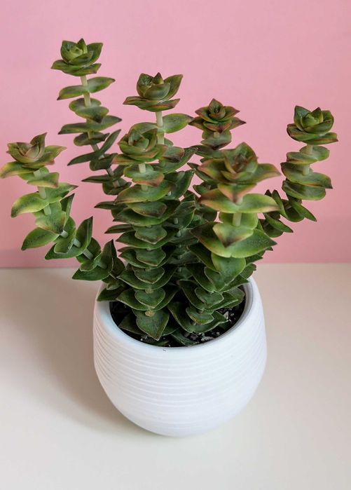 Суккуленты разные