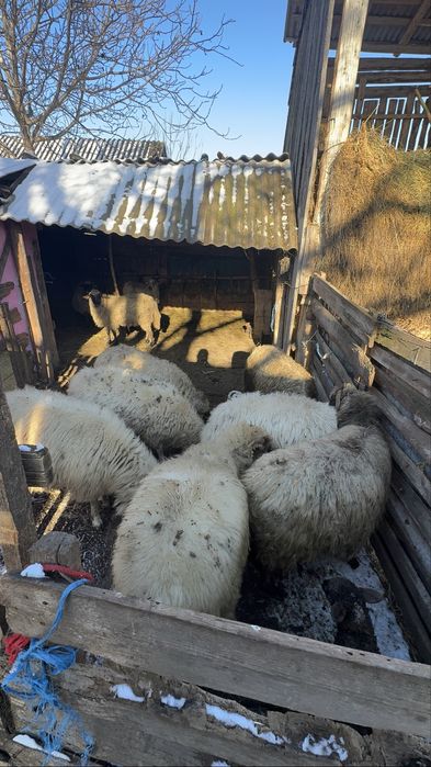 Vând 10 oi oacheșe cu 3 miei
