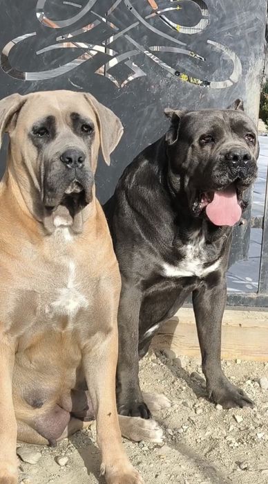 Mascul Cane Corso formentino,cu Pedigree+
