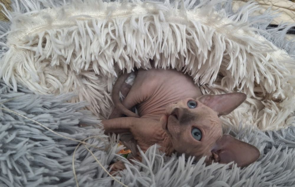 Маленькие канадцы.