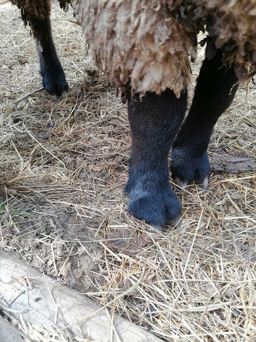 Vând un berbec și o oaie sufolck