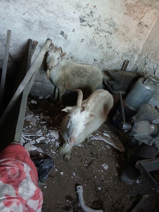 Продам срочно козы