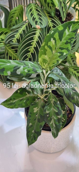 Monstera, begonia, scindapsus , philodendron, thai,aglaonema