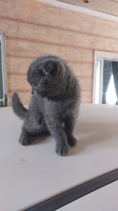 Продаётся котята скоттиш фолд