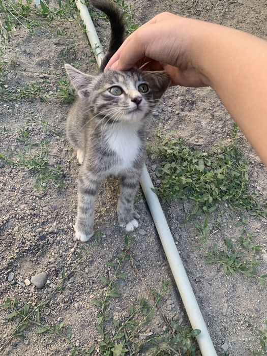 Отдам котёнка в добрые руки