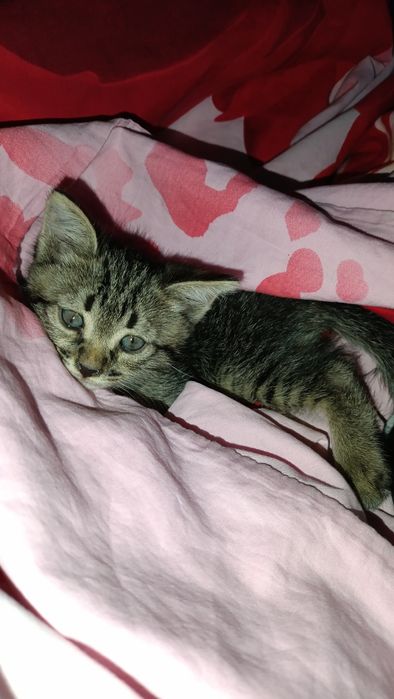 Срочно котенок в добрые руки