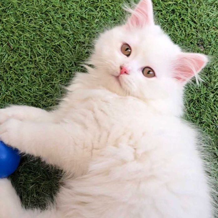 Британски котета с родословие. Чистокръвни котенца