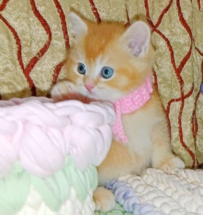 Роскошный Золотой Шиншила ny12 зеленоглазый мальчик