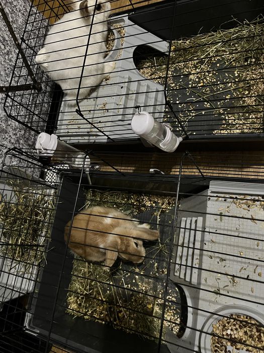 Декоративные кролики