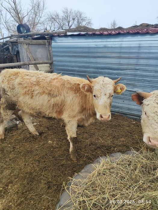 Продам стельную тёлку.