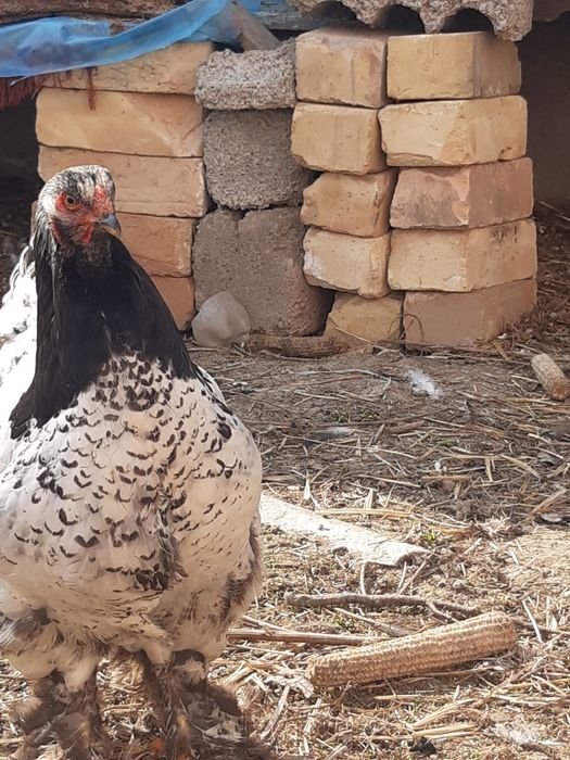 Brama tochkali qoni toza tuxumlari