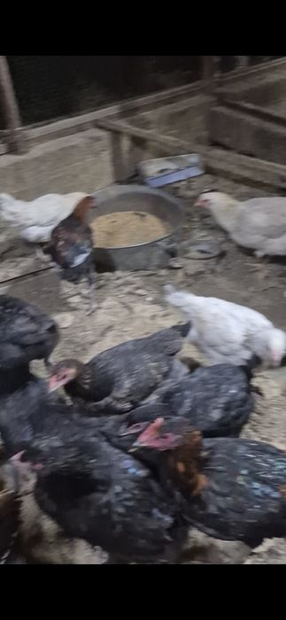 Птица Птица Птица Птица