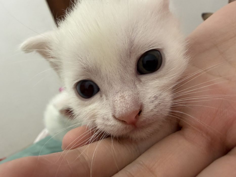 Британские вислоухие котята