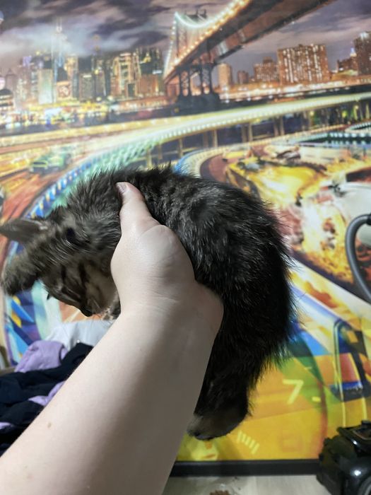Отдам даром двух котенков очень ласковые и игрывые