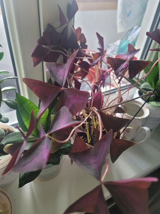 Комнатные цветы (кислота или бабочка)