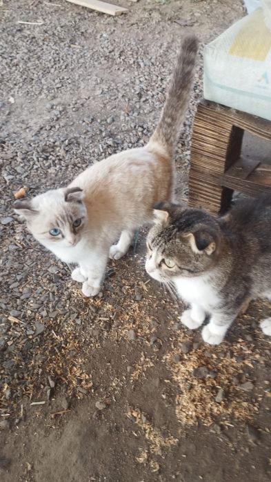 отдам даром 2 котят и кошку