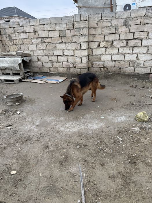 немецкая овчарка