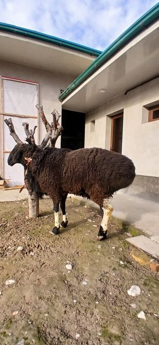 Qochqor zotli Qirgiz