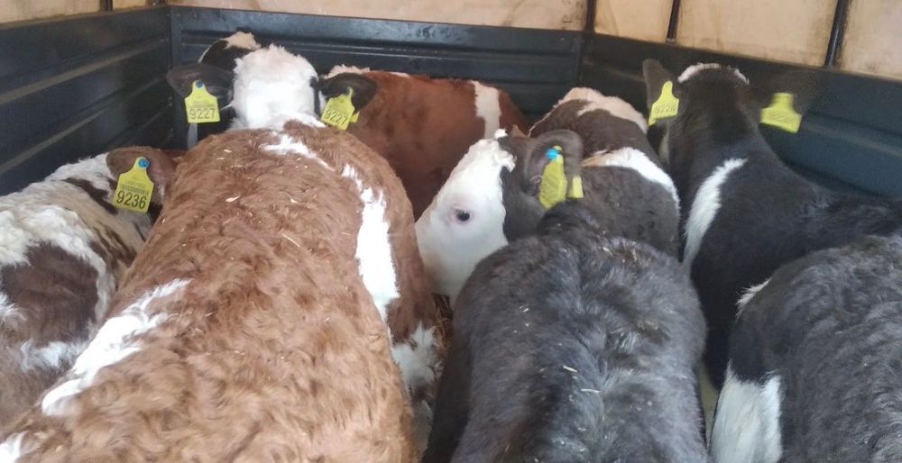 Продам телят. От 10 дней до 1 месяца