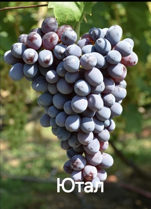 Саженцы винограда