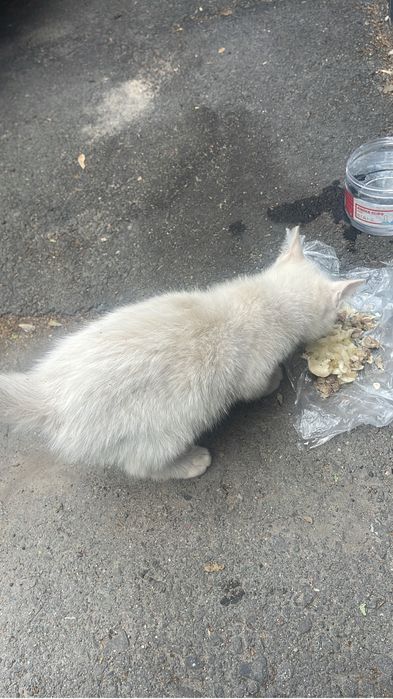 Котенок белый в добрые руки