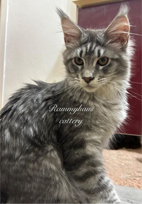 Felisa autorizata WCF, vinde pisoi cu pedigree, rasa Maine coon