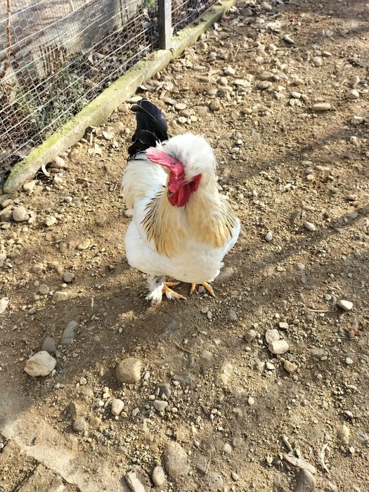 Vând cocoș moțat pe alb,