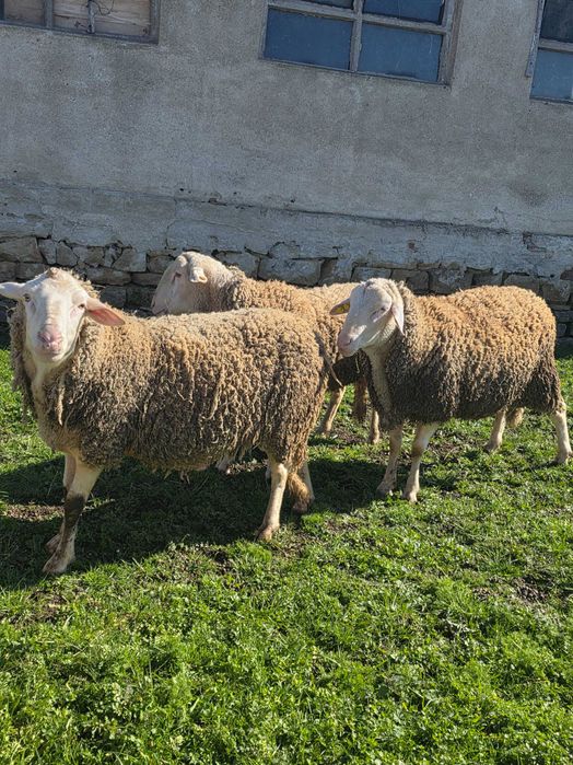 Продавам кочове Лакон