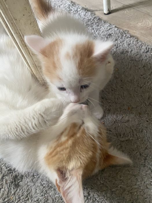 котенка котенкаа